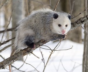Opossum_2.jpeg