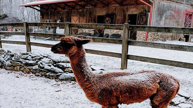 Apple Hill Farm Christmas Banner Elk NC