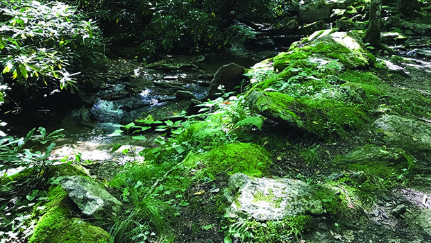 Beech Mountain Waterfall Hikes