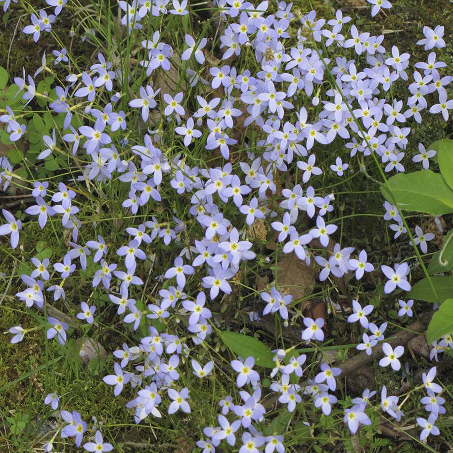 Bluets Blue Ridge Parkway NC Wildflowers