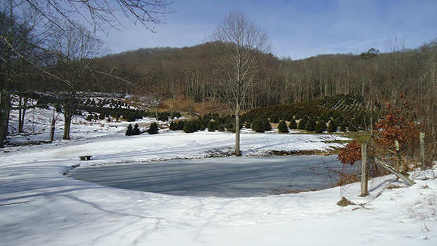 Cornett-Deal Christmas Tree Farm Boone NC