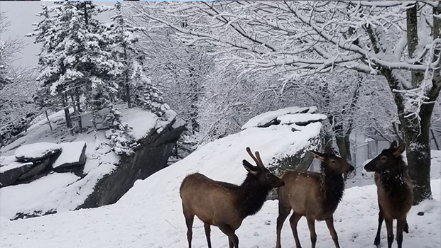 Grandfather Mountain Elk Habitat