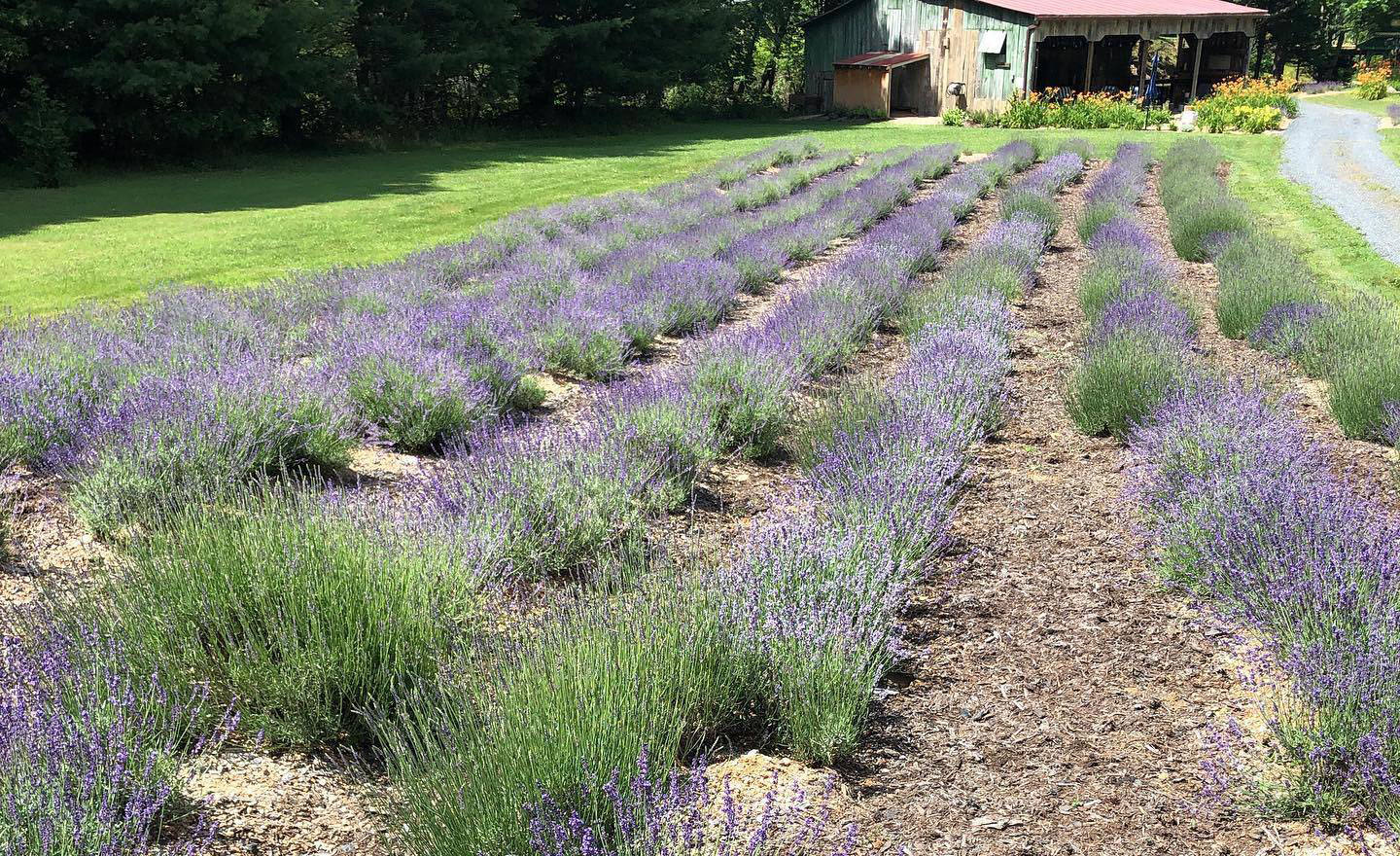 Lansing NC Lavender Farm Good Ashe