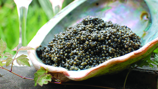 MarshallBerg Farm Caviar Lenoir NC