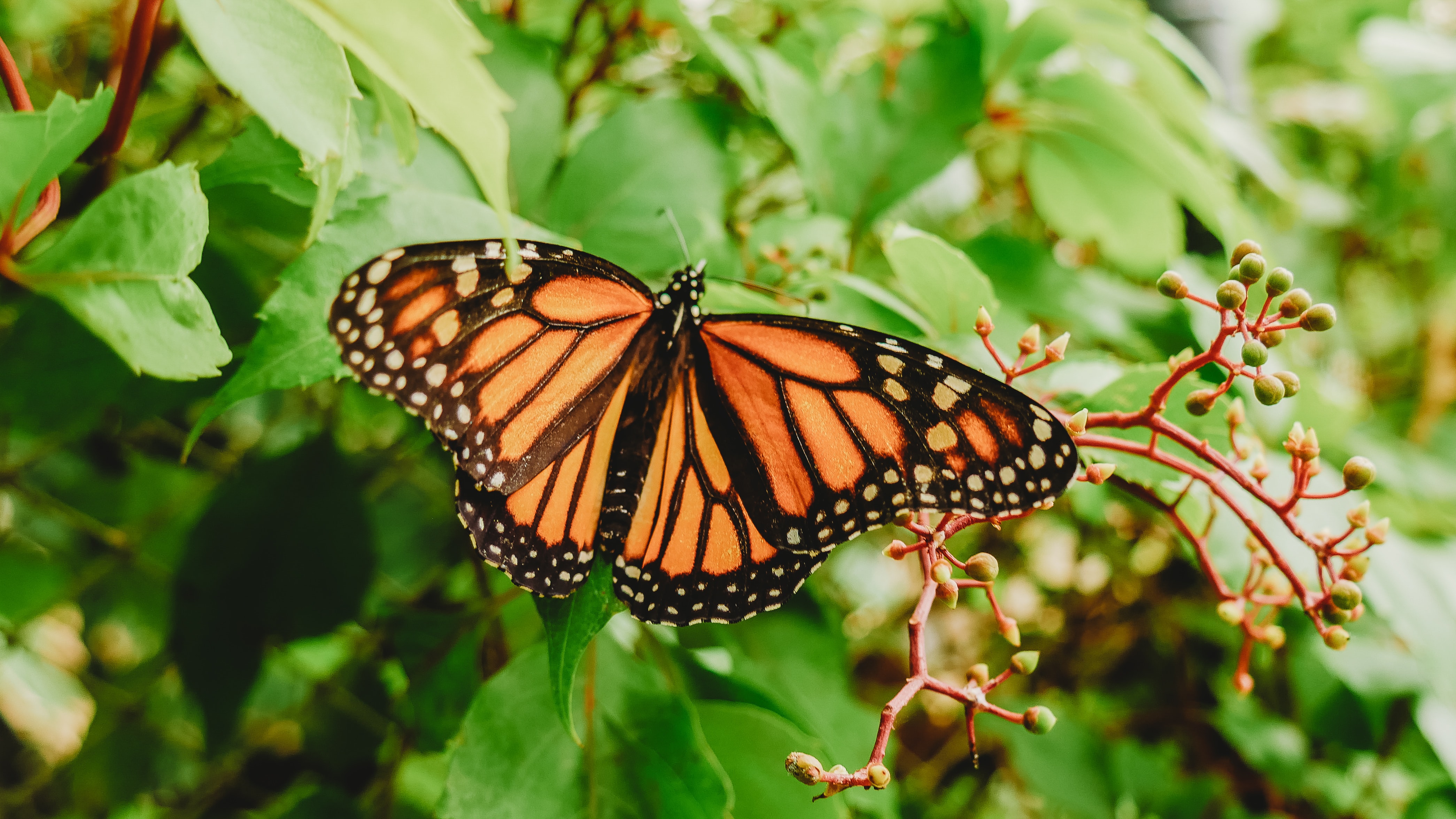 Monarch butterflies Orchard at Altapass
